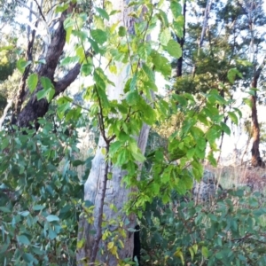 Prunus sp. at Garran, ACT - 15 Apr 2017