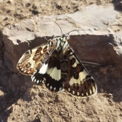 Apina callisto (Pasture Day Moth) at Sutton, NSW - 15 Apr 2017 by K.Rydar