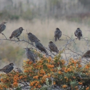 Sturnus vulgaris at Urambi Hills - 14 Apr 2017 07:14 PM