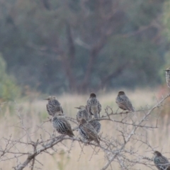 Sturnus vulgaris at Urambi Hills - 14 Apr 2017 07:14 PM