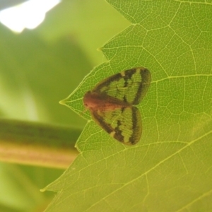 Scolypopa australis at Conder, ACT - 20 Jan 2017 06:13 PM