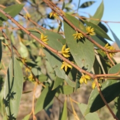 Eucalyptus stellulata (Black Sally) at Urambi Hills - 14 Apr 2017 by MichaelBedingfield