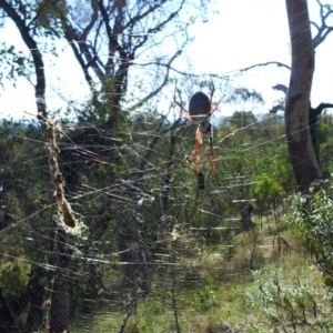 Trichonephila edulis at Kambah, ACT - 15 Apr 2017