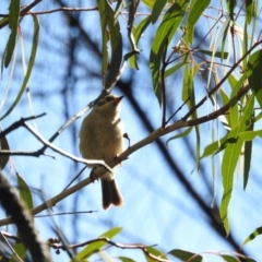 Melithreptus brevirostris (Brown-headed Honeyeater) at Canberra Central, ACT - 15 Apr 2017 by Qwerty