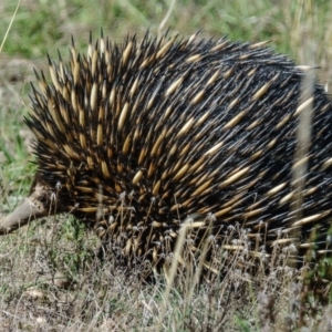 Tachyglossus aculeatus at Goorooyarroo NR (ACT) - 15 Apr 2017