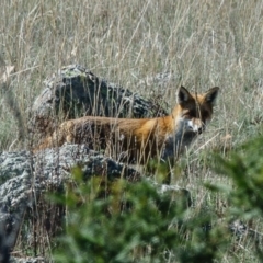 Vulpes vulpes (Red Fox) at Goorooyarroo NR (ACT) - 15 Apr 2017 by CedricBear