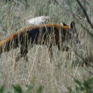 Vulpes vulpes at Goorooyarroo NR (ACT) - 15 Apr 2017 01:08 PM