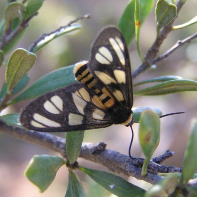 Amata (genus) (Handmaiden Moth) at Bullen Range - 15 Apr 2017 by MatthewFrawley
