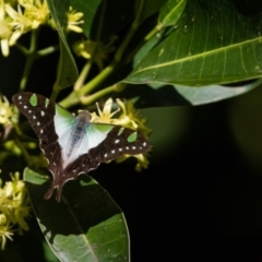 Graphium macleayanum (Macleay's Swallowtail) at Acton, ACT - 16 Apr 2017 by SallyandPeter