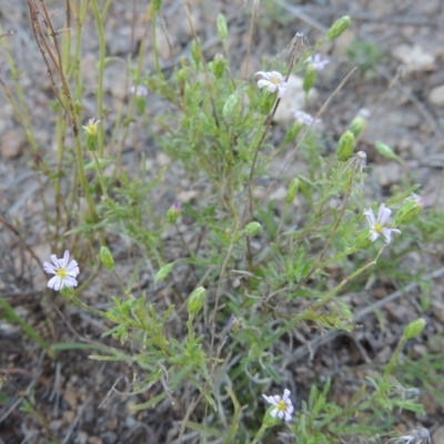 Vittadinia muelleri (Narrow-leafed New Holland Daisy) at Urambi Hills - 14 Apr 2017 by MichaelBedingfield