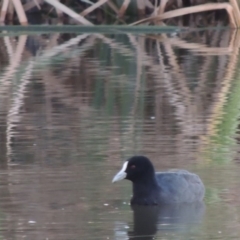 Fulica atra (Eurasian Coot) at Urambi Hills - 14 Apr 2017 by michaelb