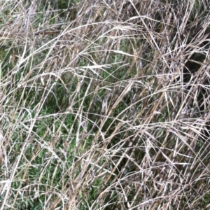 Bromus diandrus at Hughes, ACT - 18 Nov 2014