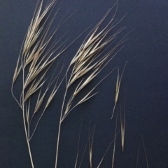 Bromus diandrus at Hughes, ACT - 18 Nov 2014 12:00 AM