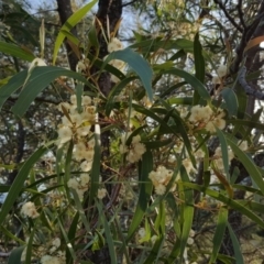 Acacia implexa (Hickory Wattle, Lightwood) at Jerrabomberra, ACT - 16 Apr 2017 by Mike