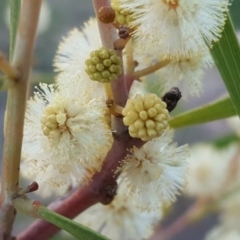 Acacia implexa at Jerrabomberra, ACT - 16 Apr 2017 04:30 PM