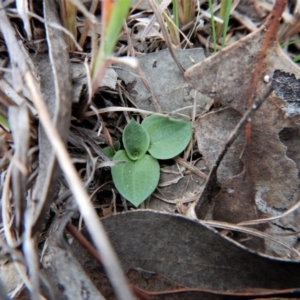 Diplodium truncatum at Belconnen, ACT - suppressed