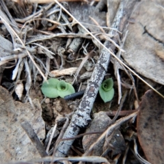 Diplodium truncatum at Belconnen, ACT - suppressed