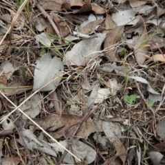 Diplodium truncatum at Belconnen, ACT - suppressed