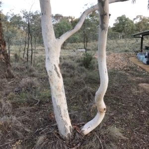 Eucalyptus mannifera at QPRC LGA - 16 Apr 2017