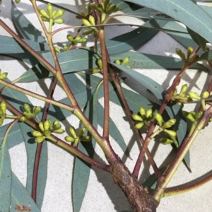 Eucalyptus mannifera at QPRC LGA - 16 Apr 2017