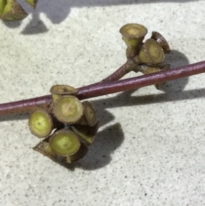 Eucalyptus mannifera at QPRC LGA - 16 Apr 2017