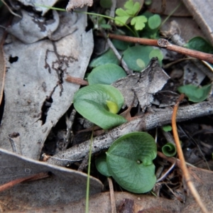 Corysanthes hispida at Aranda, ACT - 13 Apr 2017