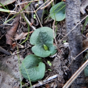 Corysanthes hispida at Aranda, ACT - 13 Apr 2017