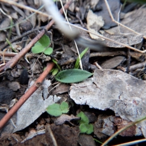 Glossodia major at Aranda, ACT - 13 Apr 2017