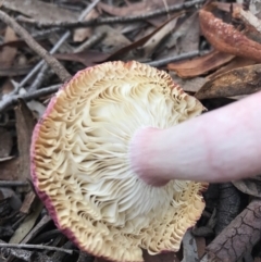 Russula 'purpureoflava group' at Gungahlin, ACT - 16 Apr 2017