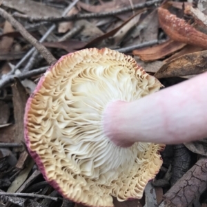 Russula 'purpureoflava group' at Gungahlin, ACT - 16 Apr 2017