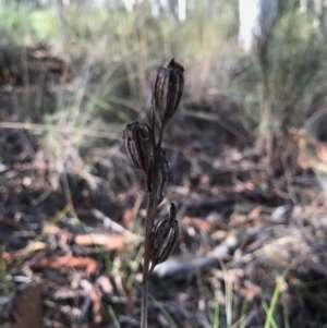 Calochilus sp. at Gungahlin, ACT - suppressed