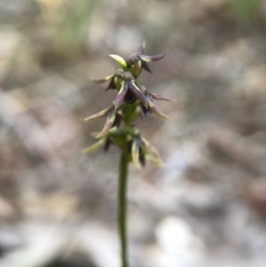 Corunastylis clivicola at Gungahlin, ACT - 16 Apr 2017