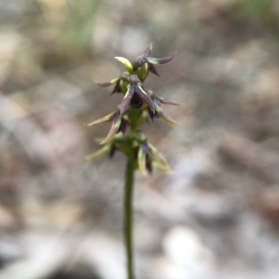 Corunastylis clivicola (Rufous midge orchid) at Gungahlin, ACT - 16 Apr 2017 by AaronClausen