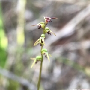 Corunastylis clivicola at Gungahlin, ACT - suppressed