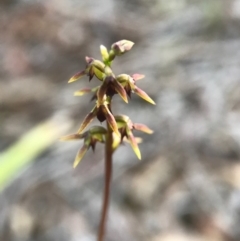 Corunastylis clivicola at Gungahlin, ACT - 16 Apr 2017