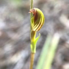 Speculantha rubescens (Blushing Tiny Greenhood) at Gungahlin, ACT - 16 Apr 2017 by AaronClausen