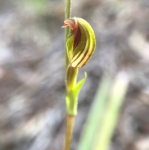 Speculantha rubescens at Gungahlin, ACT - suppressed