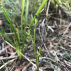 Speculantha rubescens at Gungahlin, ACT - 16 Apr 2017