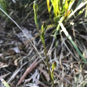 Speculantha rubescens at Gungahlin, ACT - suppressed