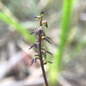 Corunastylis clivicola at Gungahlin, ACT - suppressed