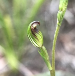 Speculantha rubescens at Crace, ACT - 16 Apr 2017