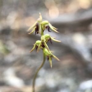 Corunastylis clivicola at Gungahlin, ACT - 16 Apr 2017