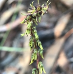 Corunastylis clivicola (Rufous midge orchid) at Gungahlin, ACT - 16 Apr 2017 by AaronClausen