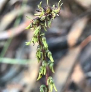 Corunastylis clivicola at Gungahlin, ACT - suppressed