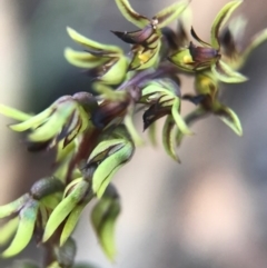 Corunastylis clivicola at Gungahlin, ACT - suppressed