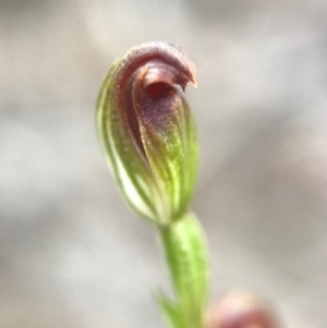 Speculantha rubescens at Gungahlin, ACT - suppressed