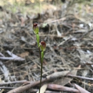 Speculantha rubescens at Gungahlin, ACT - suppressed