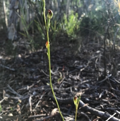 Speculantha rubescens (Blushing Tiny Greenhood) at Gungahlin, ACT - 16 Apr 2017 by AaronClausen