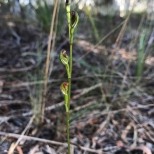 Speculantha rubescens at Gungahlin, ACT - 16 Apr 2017