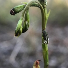 Speculantha rubescens at Gungahlin, ACT - 16 Apr 2017